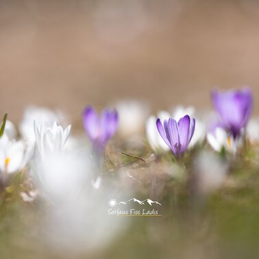 crocus flowers in Tyrol | © Andreas Kirschner