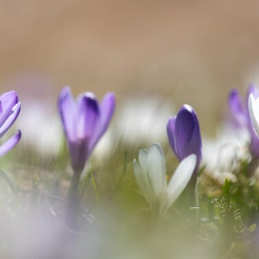 Krokusblüte in Tirol | © Andreas Kirschner