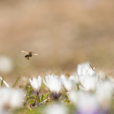 Krokusblüte in Tirol | © Andreas Kirschner