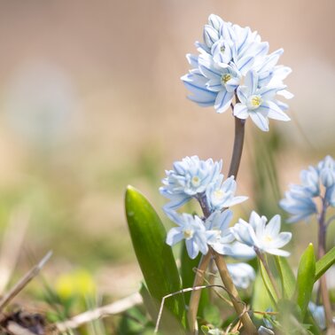 crocus flowers in Tyrol | © Andreas Kirschner