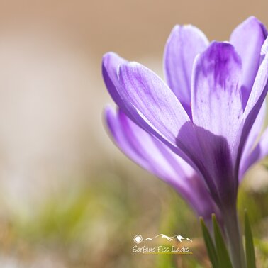 Krokusblüte in Tirol | © Andreas Kirschner