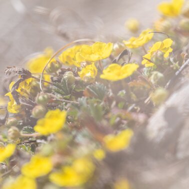 Krokusblüte in Tirol | © Andreas Kirschner